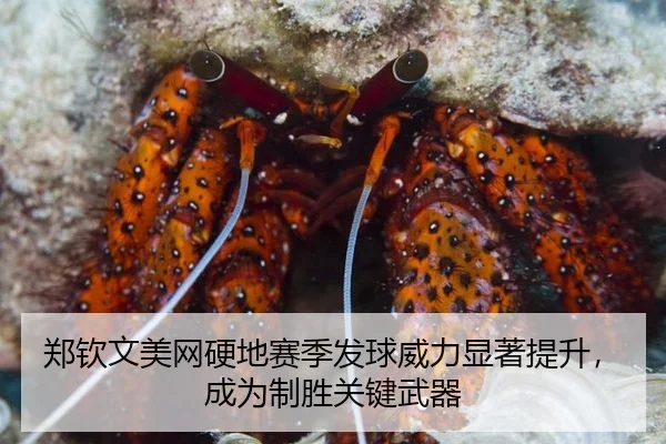 郑钦文美网硬地赛季发球威力显著提升，成为制胜关键武器